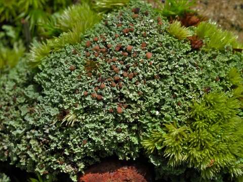 Image of cup lichen