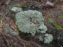 Image of xanthoparmelia lichen