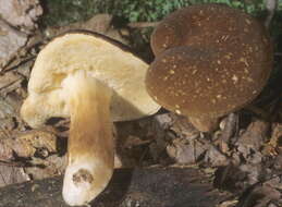 Xanthoconium resmi