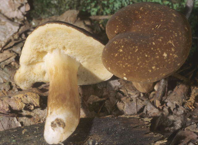 Xanthoconium resmi