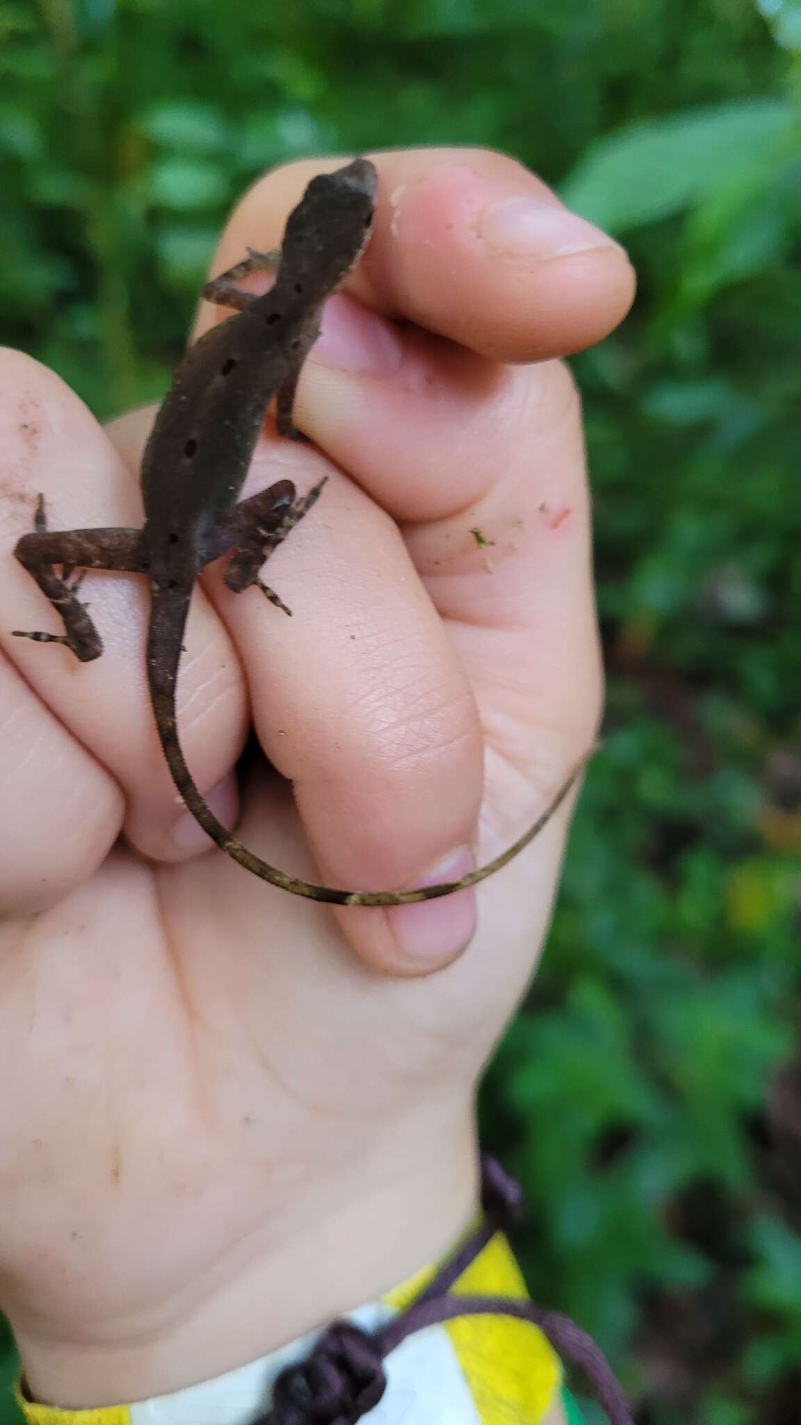 Image of Anolis zeus (Köhler & Mccranie 2001)