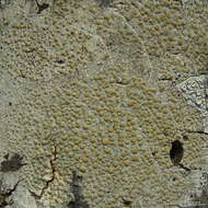 Image of Louisiana rim lichen