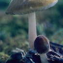 Image of Pluteus flavofuligineus G. F. Atk. 1902