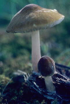 Image of Pluteus flavofuligineus G. F. Atk. 1902