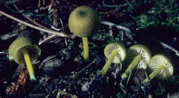 Entoloma resmi