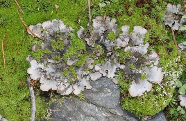 Image of Field dog-lichen;   Felt lichen