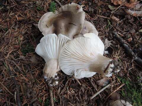 Image of Hygrophorus pustulatus (Pers.) Fr. 1838