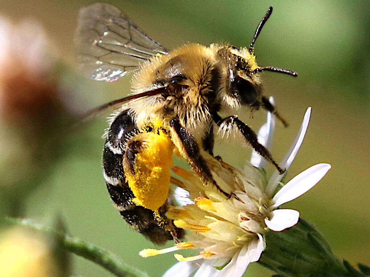 Image of Aster Andrena