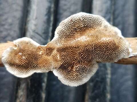 Image of Trametes