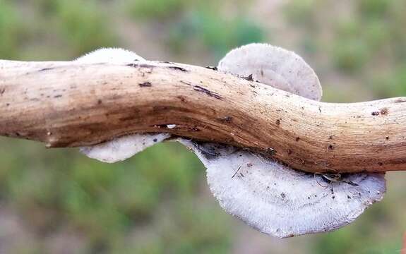 Image of Trametes