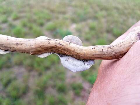 Image of Trametes