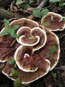 Image of Ganoderma sessile Murrill 1902