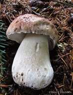 Image of Boletus