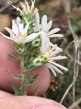 Image of white prairie aster