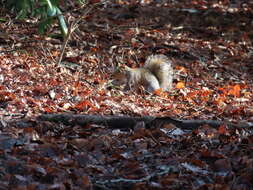 Image of squirrels, dormice, and relatives