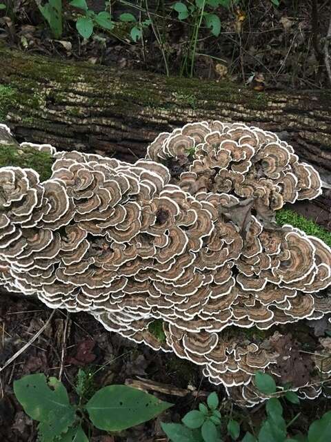 Image of Trametes