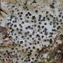 Image of wart lichen