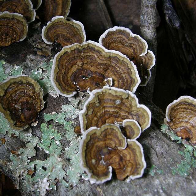 Image of bracket fungi