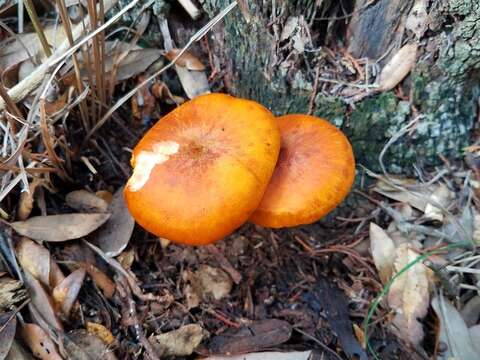 Imagem de Omphalotus subilludens (Murrill) H. E. Bigelow 1982