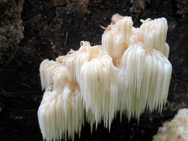 Image of Hericium americanum Ginns 1984