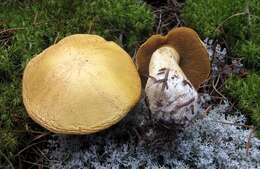 Image de Suillus tomentosus Singer 1960