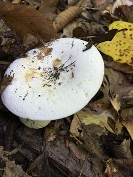 Lactarius piperatus (L.) Pers. 1797 resmi