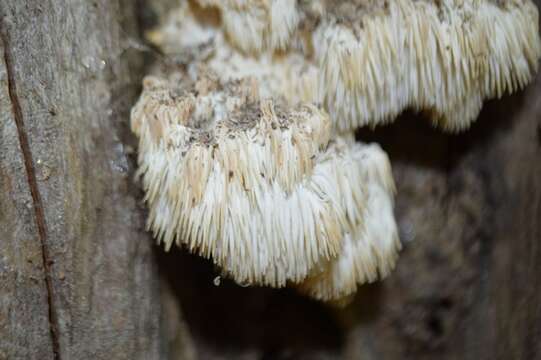 Image of Hericium americanum Ginns 1984