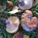 Imagem de Paxillus cuprinus Jargeat, Gryta, Chaumeton & Vizzini 2014