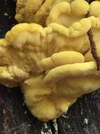 Image de Laetiporus