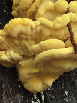 Image of Laetiporus