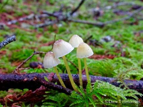 Image of Mycena