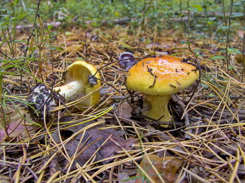 Image of Cortinarius aureofulvus M. M. Moser 1952