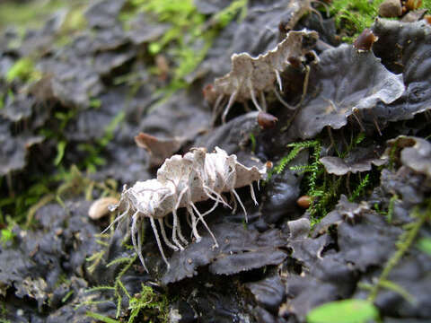 Image of felt lichen