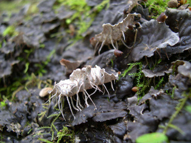 Plancia ëd Peltigera praetextata (Flörke ex Sommerf.) Zopf