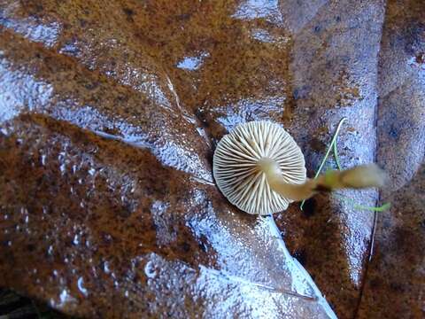 Image of Tubariaceae