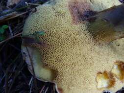 Image of Suillus caerulescens A. H. Sm. & Thiers 1964