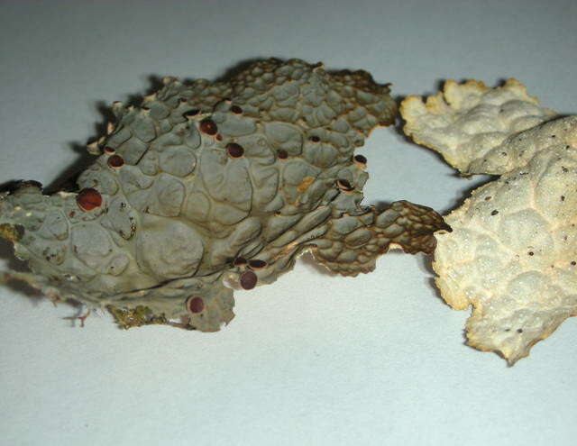 Image of pseudocyphellaria lichen