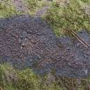 Image of Rimmed shingle lichen