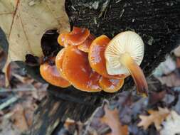 Plancia ëd Flammulina