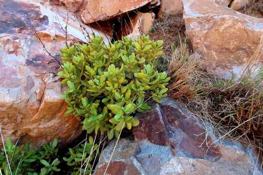 Image of Crassula cultrata L.