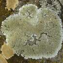 Image of Mustard lichen