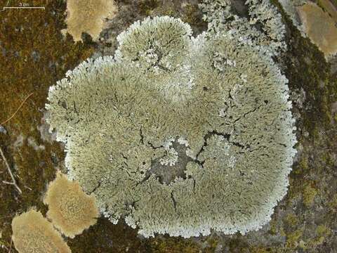 Image of pyxine lichen