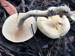 Image de Agrocybe