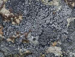 Image of bellemerea lichen