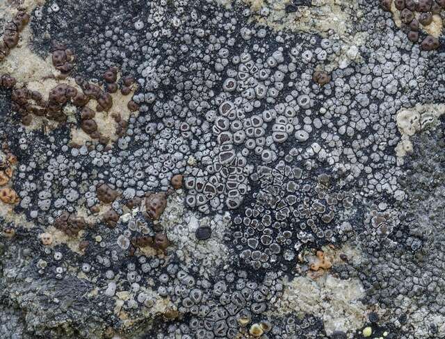 Image of bellemerea lichen