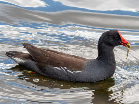 Image of Common Gallinule