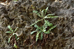 Image of Oriental false hawksbeard