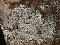 Image of Casarett's shield lichen