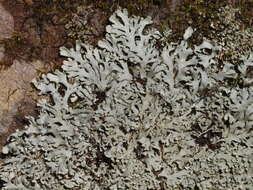 Image of Casarett's shield lichen