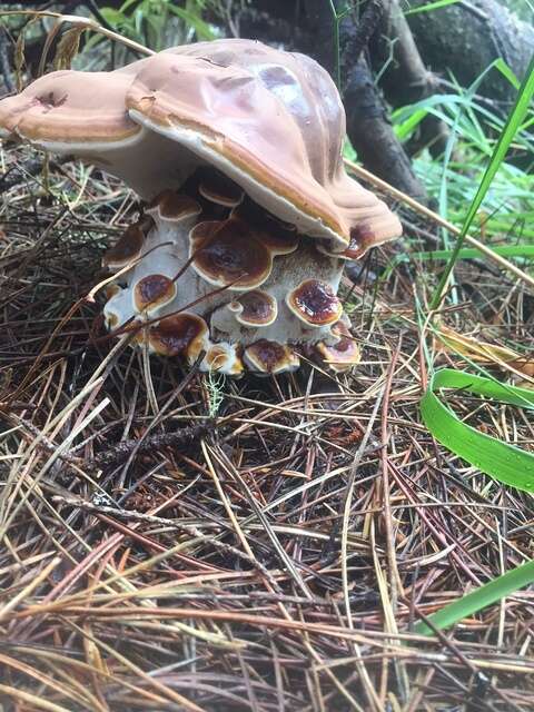 Image of Ganoderma